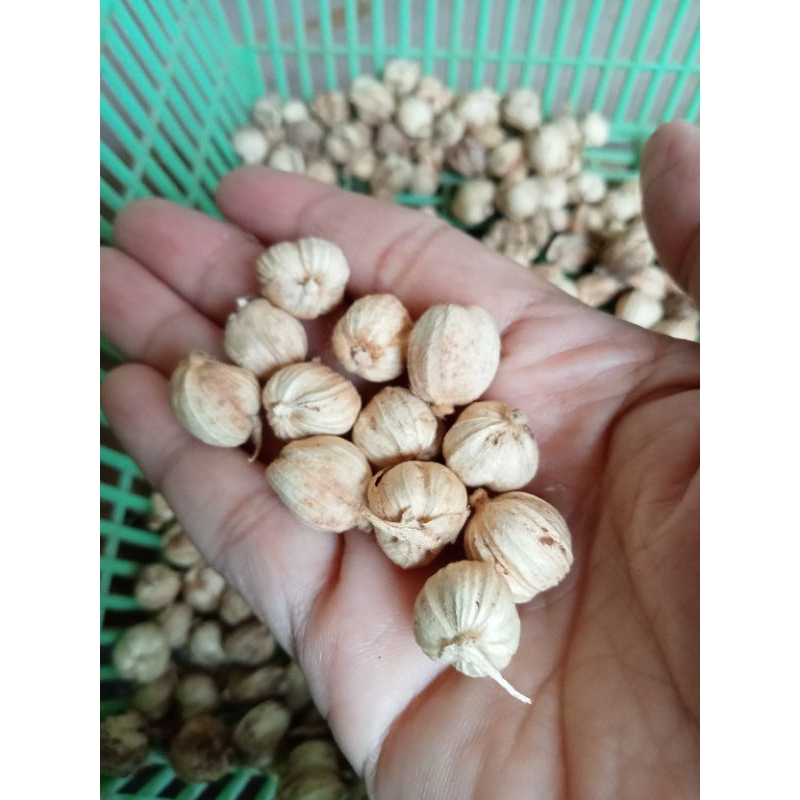 

Kapulaga/Kapol kering 100gr