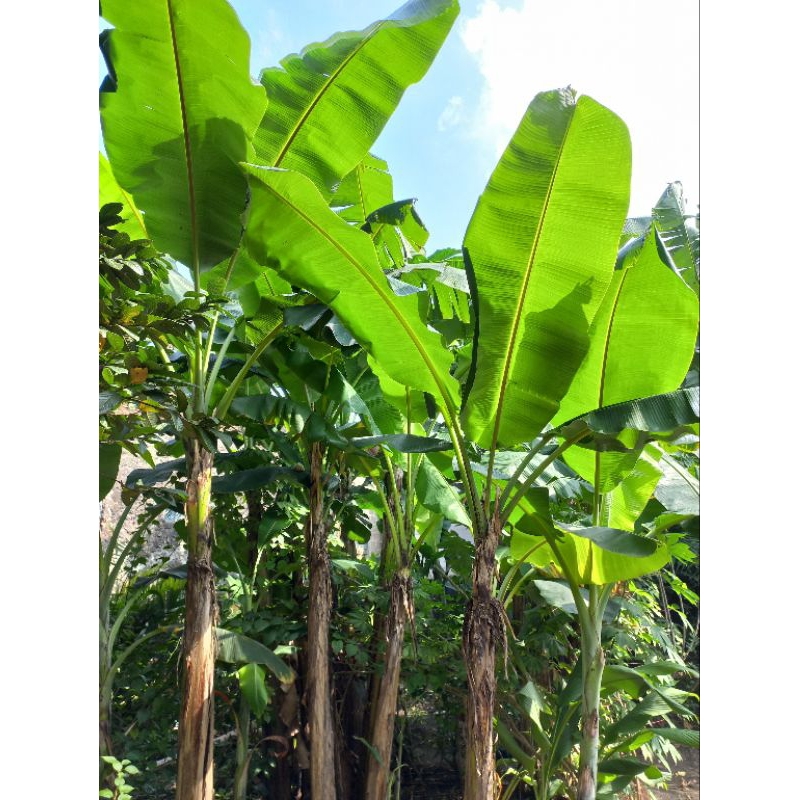 

DAUN PISANG SEGAR PER IKAT ISI 5 BATANG