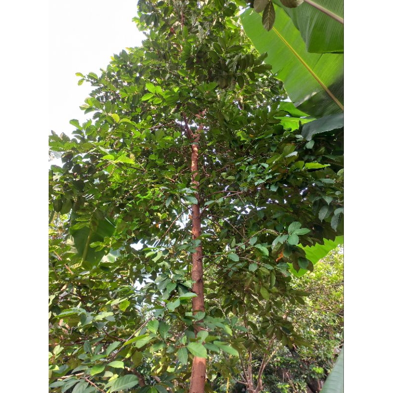 

DAUN SALAM SEGAR 100 LEMBAR