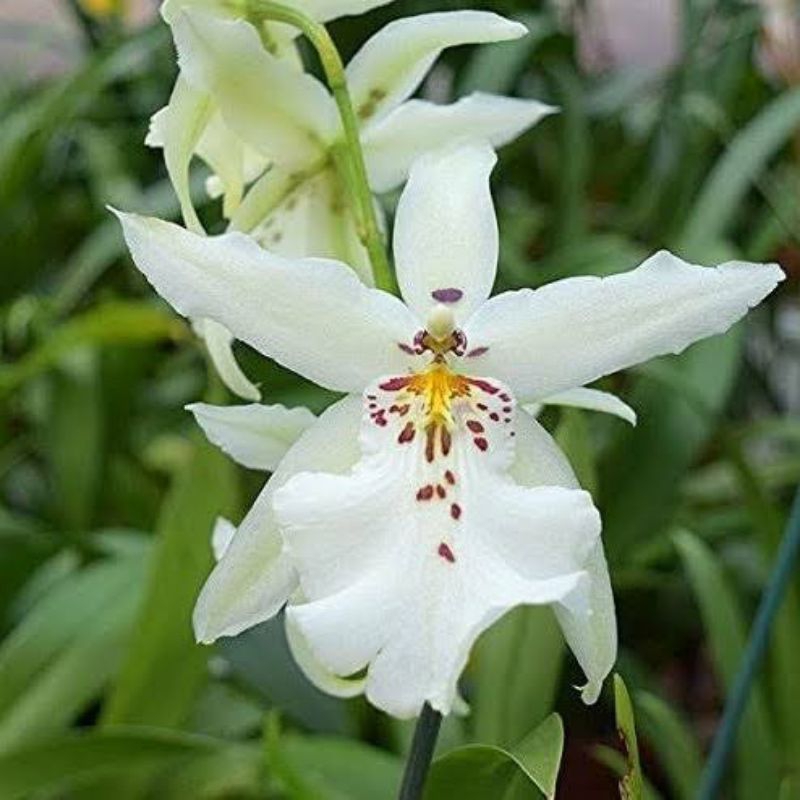 Anggrek Oncidium White Fairy Dewasa