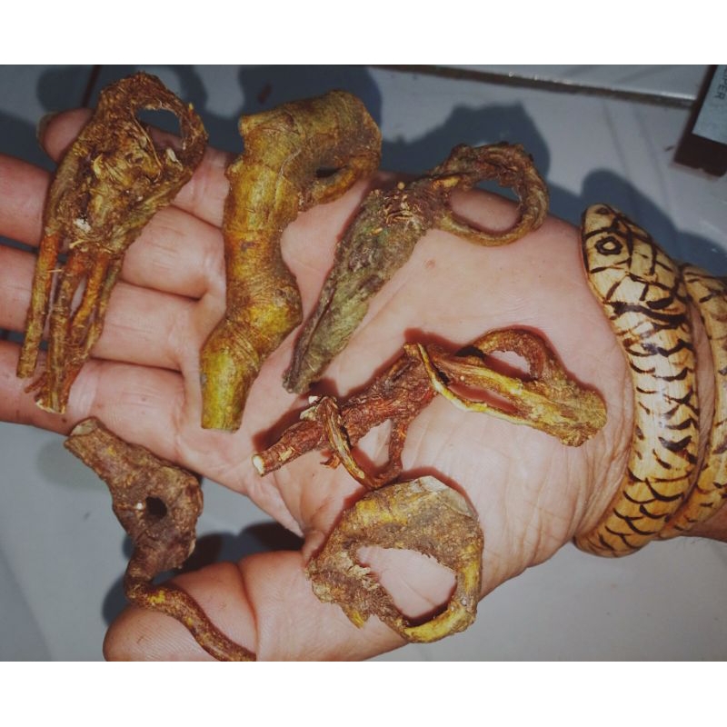 akar mimang asli alami unik hiyasan