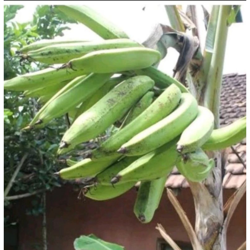 bibit buah pisang tanduk/byar