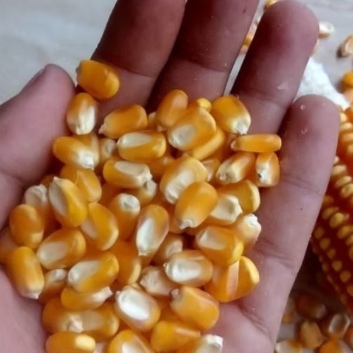 

PROMO TERLARIS 1 KG BENIH JAGUNG SUMO PERKASA 212 KEMASAN REPACK