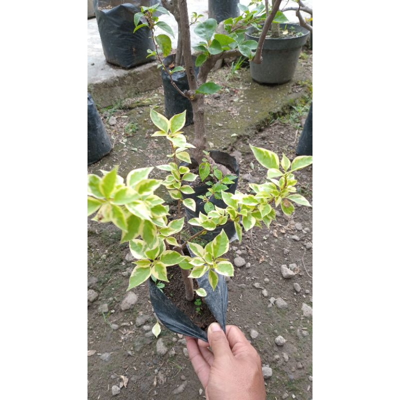 bugenvil varigata merfan