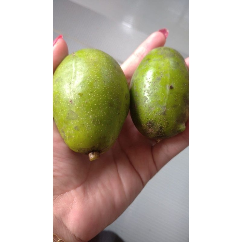

Buah kedungdung