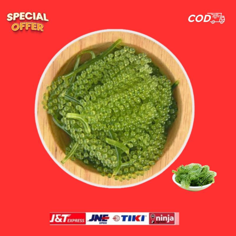 

Anggur laut Hijau ( Sayur Laut Segar )