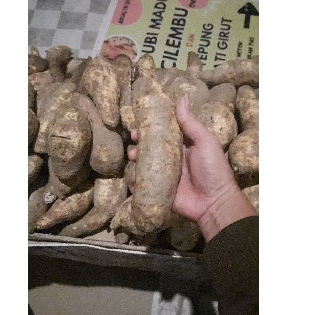 

ubi cilembu mentah