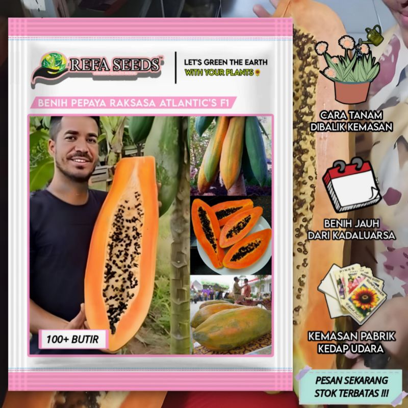 REFA (100 Butir) Benih Pepaya Raksasa Atlantic's Langka F1 Kemasan Original / Bibit Pepaya / pepaya