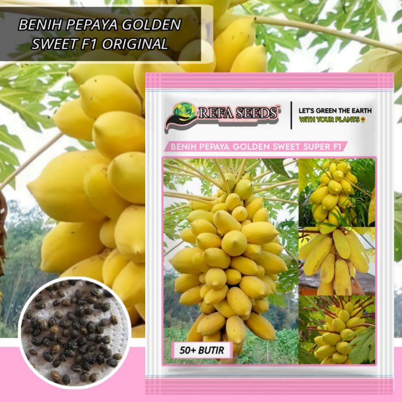1 Pack (50 Butir) Benih Buah Pepaya Emas Golden Manis Original 100% / Biji Pepaya Golden
