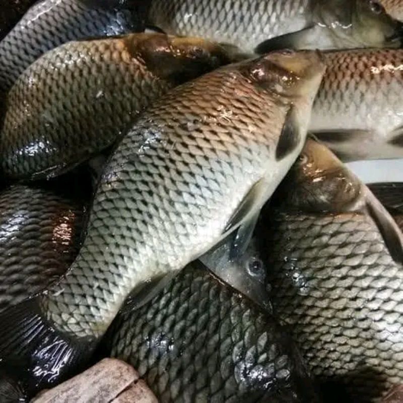 

Ikan mas segar Ikan air tawar Ikan air tawar 1kg