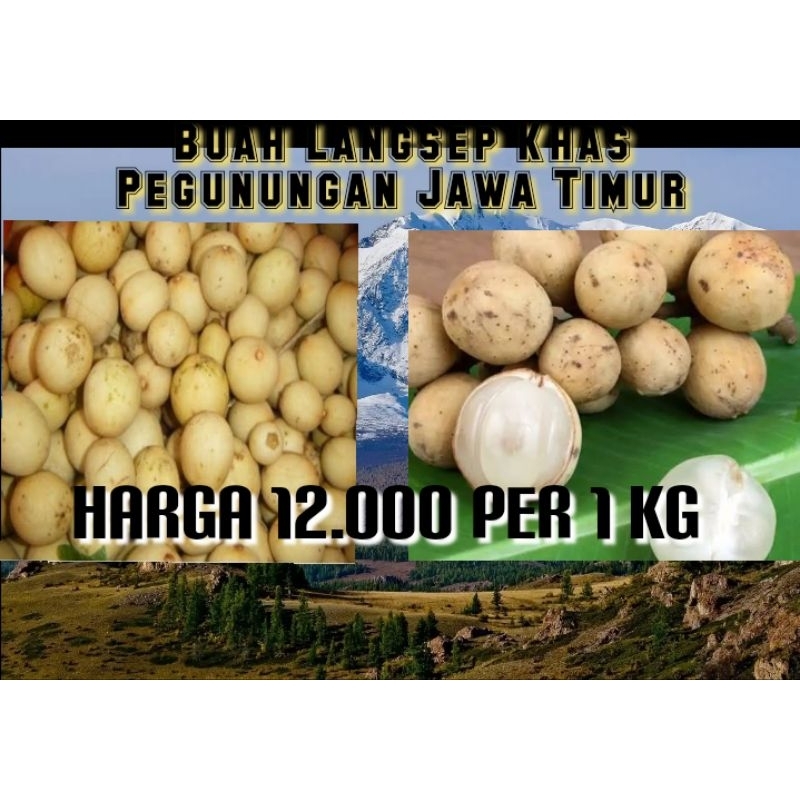 

Buah Langsep Manis