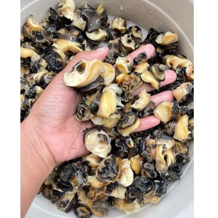 

kol sawah keong sawah 1kg mentah siap olah