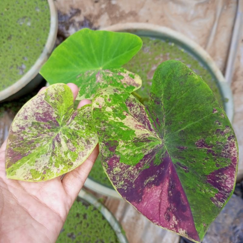 colocasia hybrid ORI biji