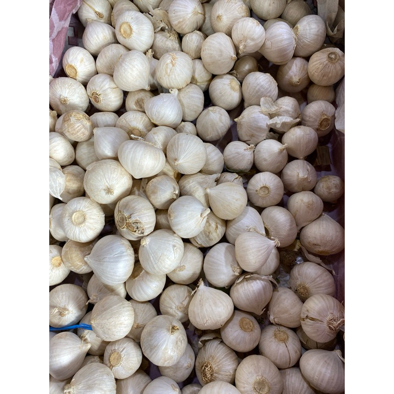 

BAWANG PUTIH TUNGGAL (LANANG) LOKAL SUPER ASLI