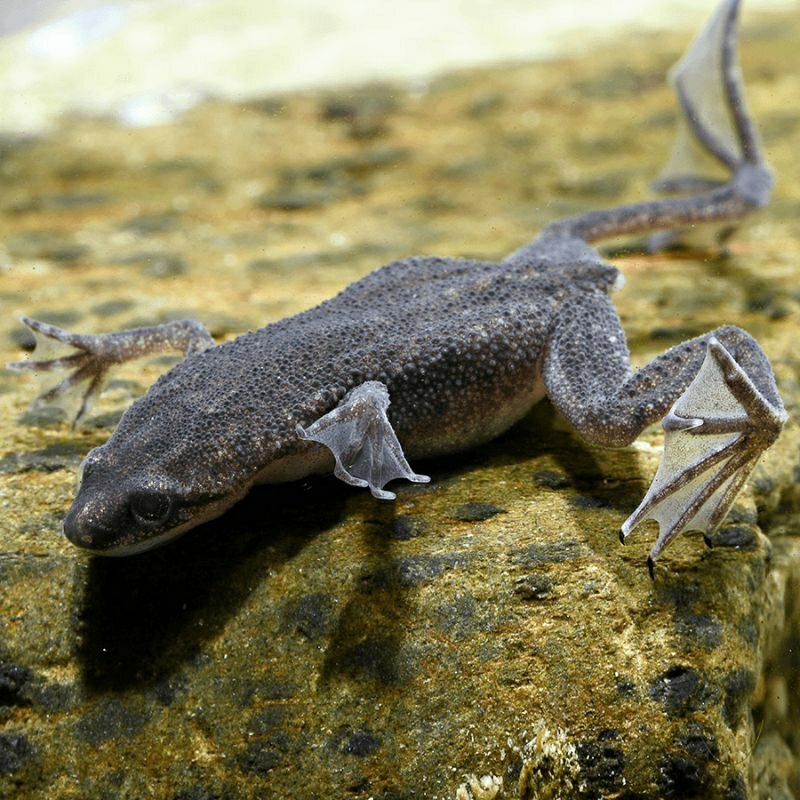 Katak Kerdil Afrika (African Dwarf Frog) Albino & Black – Indukan(XL)