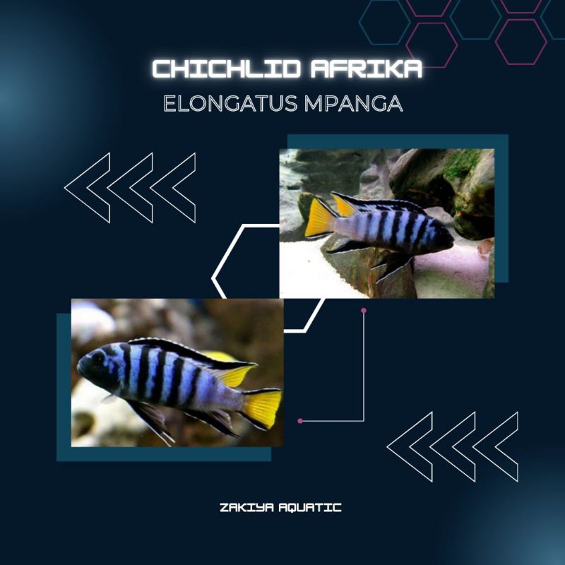 Elongatus Mpanga Cichlid Afrika