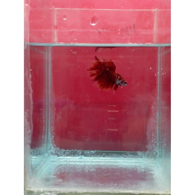 cupang Halfmoon Red Koi Cooper