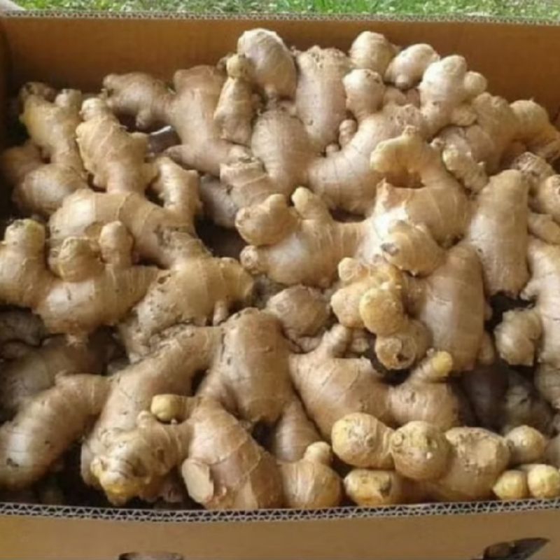 

jahe gajah segar ,bersih 100 gr