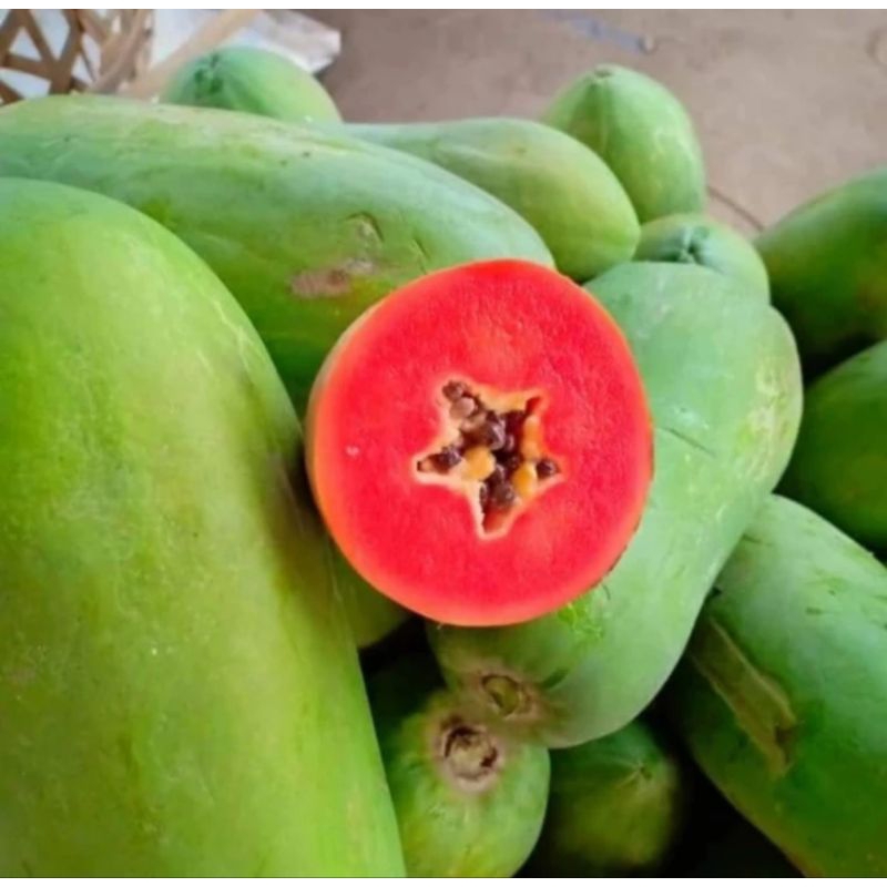 TOKO RZ 50 Benih Unggul Pepaya California Kwalitas Terbaik