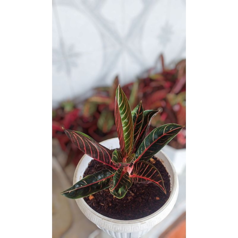 AGLONEMA RED SUMATRA REMAJA | AGLONEMA POS RED