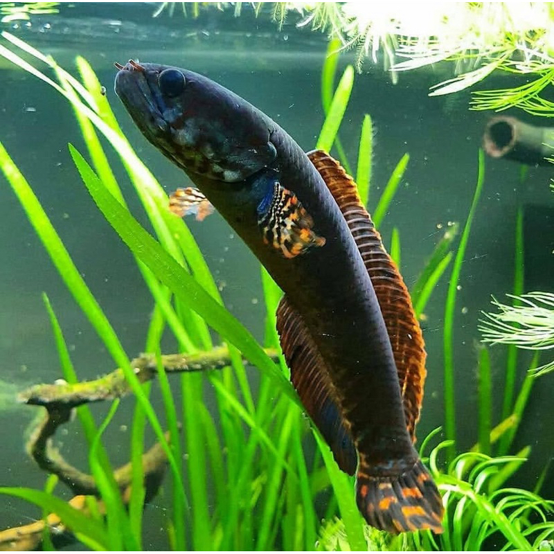 Limbata jumbo galak rim tebal ukuran 12-17 cm