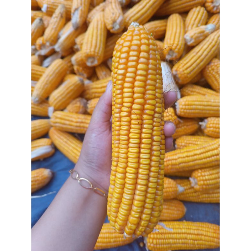 

Bibit jagung hibrida berkualitas (sudah di pipil) kemasan 1 kg