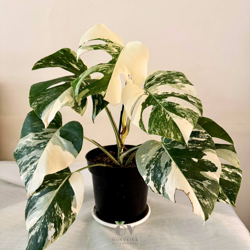 Monstera Variegata Marble Stang Pendek / Monstera Albo