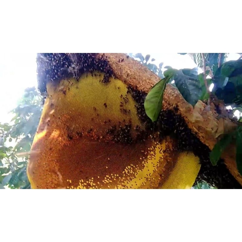 

1kg Madu Akasia Carva Asli & Murni