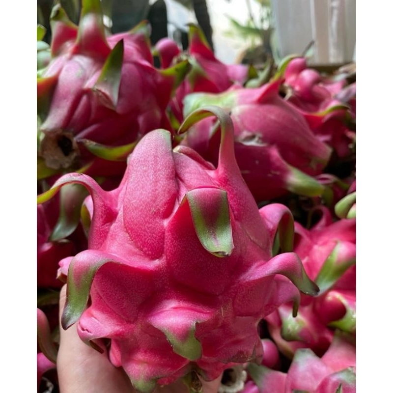 

Buah Naga 3A Super - Manis, Segar