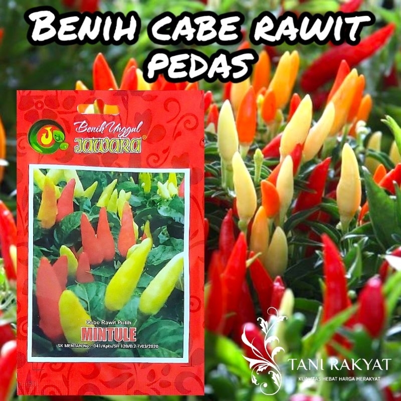 

BENIH BIBIT CABE RAWIT PUTIH UNGGUL MINTULE 3GR