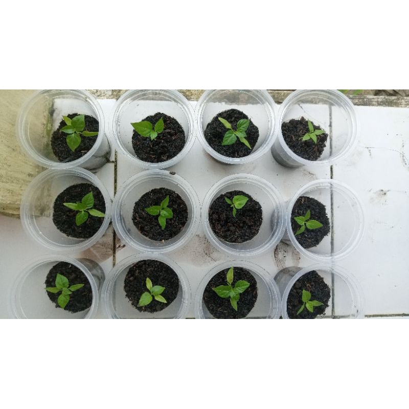 

Bibit cabe siap tanam