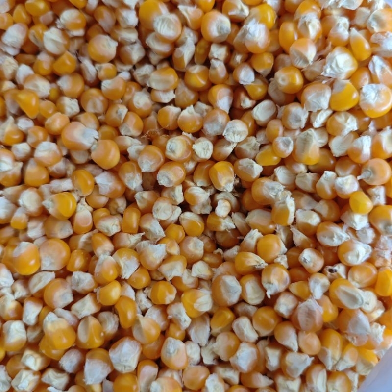 

Jagung madura 500 gr & 1 kg jagung asli di pipil