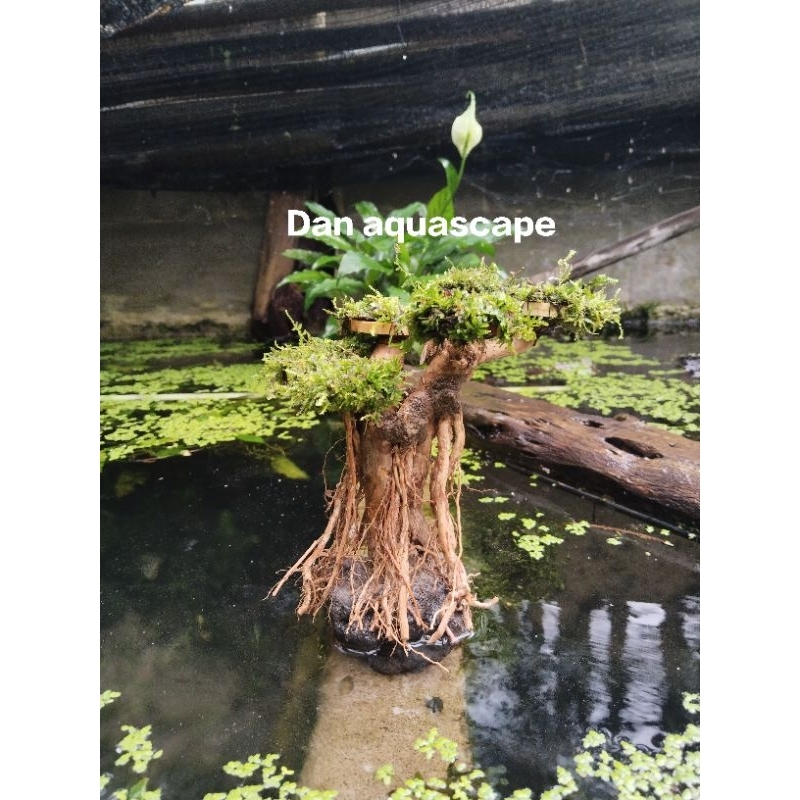 bonsai senggani mini aquascape