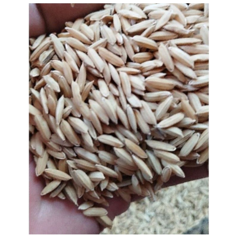 padi HMS 700 super unggul