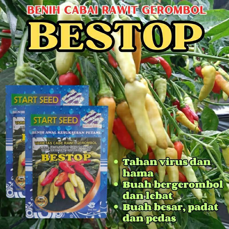 Raflezia Bibit Cabe Rawit Unggul Bestop Original 10 Gram 2000 Biji Benih Cabe Rawit Unggul Gerombol
