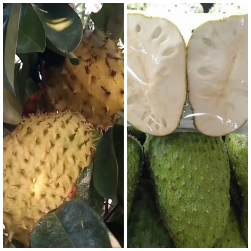 

kombinasi sirsak kuning dan hijau