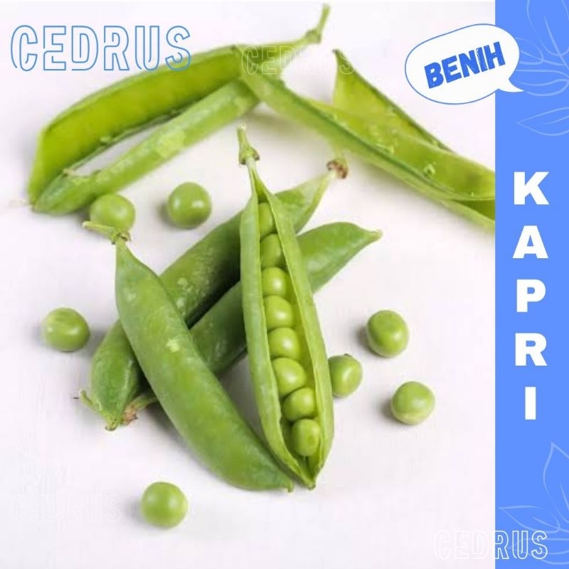 

Benih KAPRI (isi-5) Biji Sayur Kacang Polong