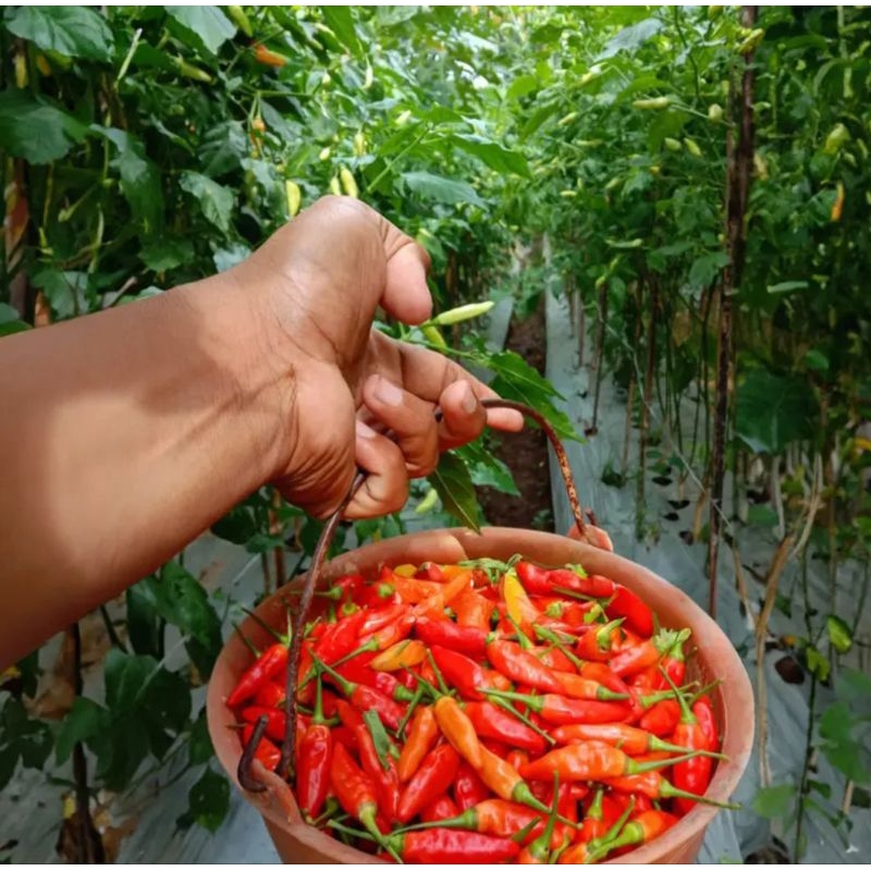 

TOKO RZ Benih Unggul Cabe Rawit Super 100 Butir