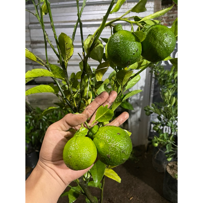 

Bibit JERUK DEKOPON indukan berbuah