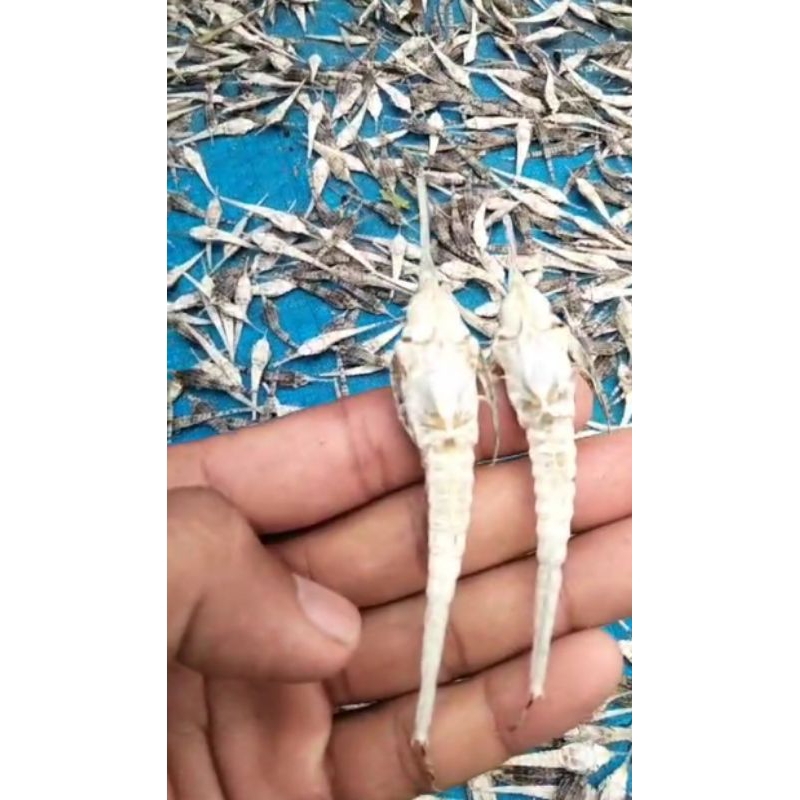 BURUNG LAUT (6 BIJI )|| KHASIAT SAMA DENGAN KUDA LAU