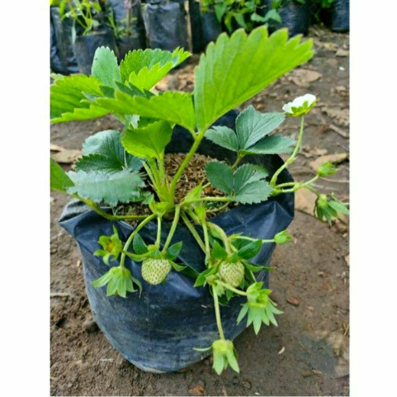 Bibit indukan strawberry/stroberi ( subur berkualitas )