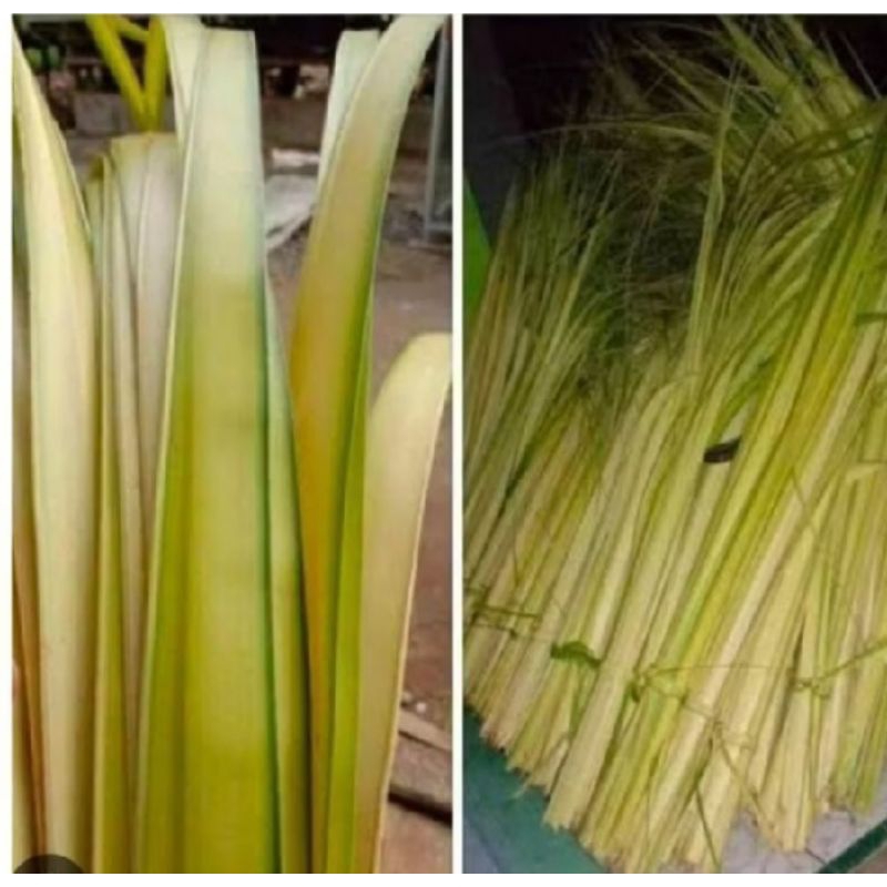 

jual janur kuning ,daun kelapa muda buat bikin wadah ketupat ,dan hiasan hajatan 1 kg