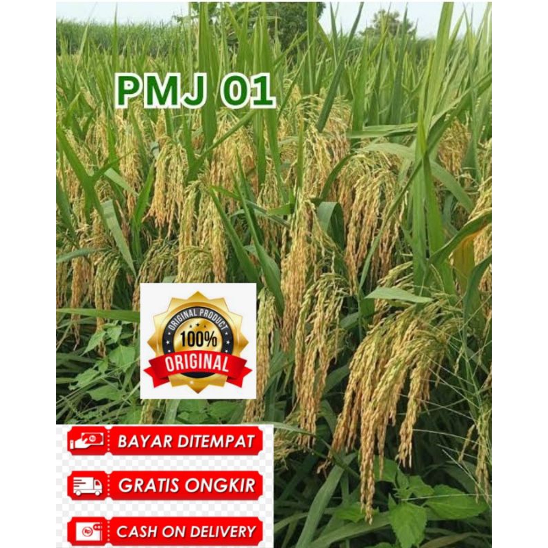 

padi pmj 01. 5kg