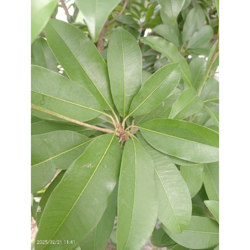 

Daun Sawo 100 Lembar