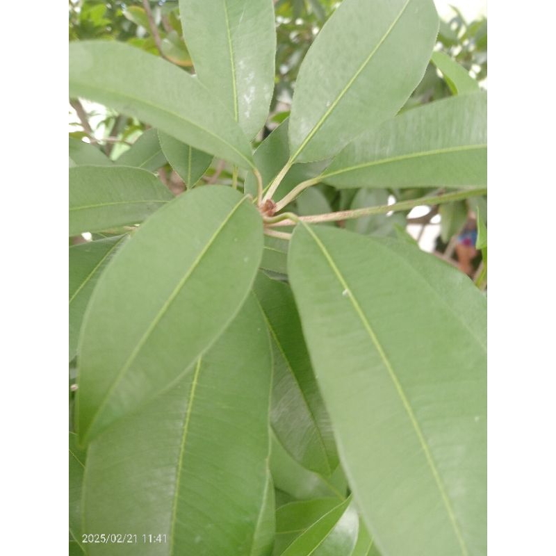 

Daun sawo asli organik berat 100gr untuk obat herbal