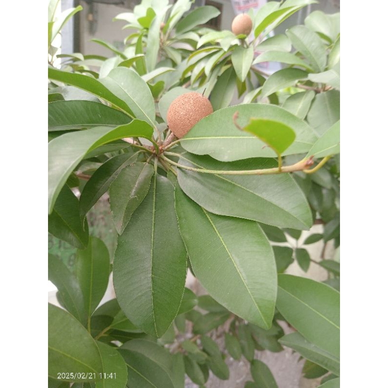 

Daun Sawo obat herbal 50 lembar