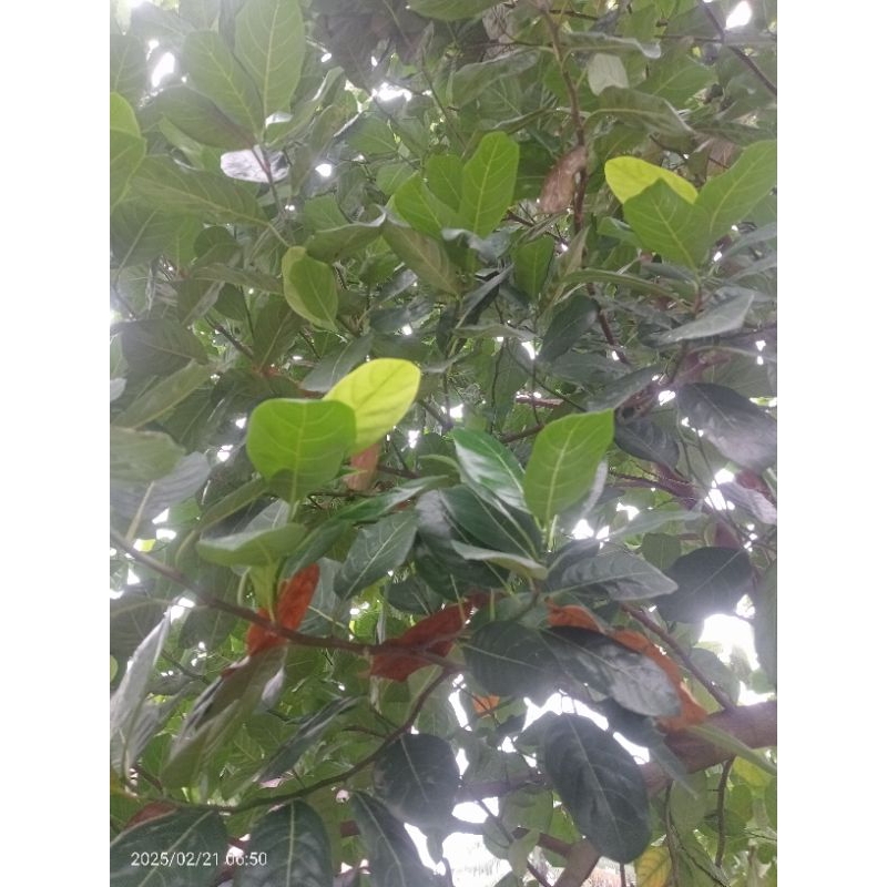 

Daun nangka segar obat herbal 50 lembar
