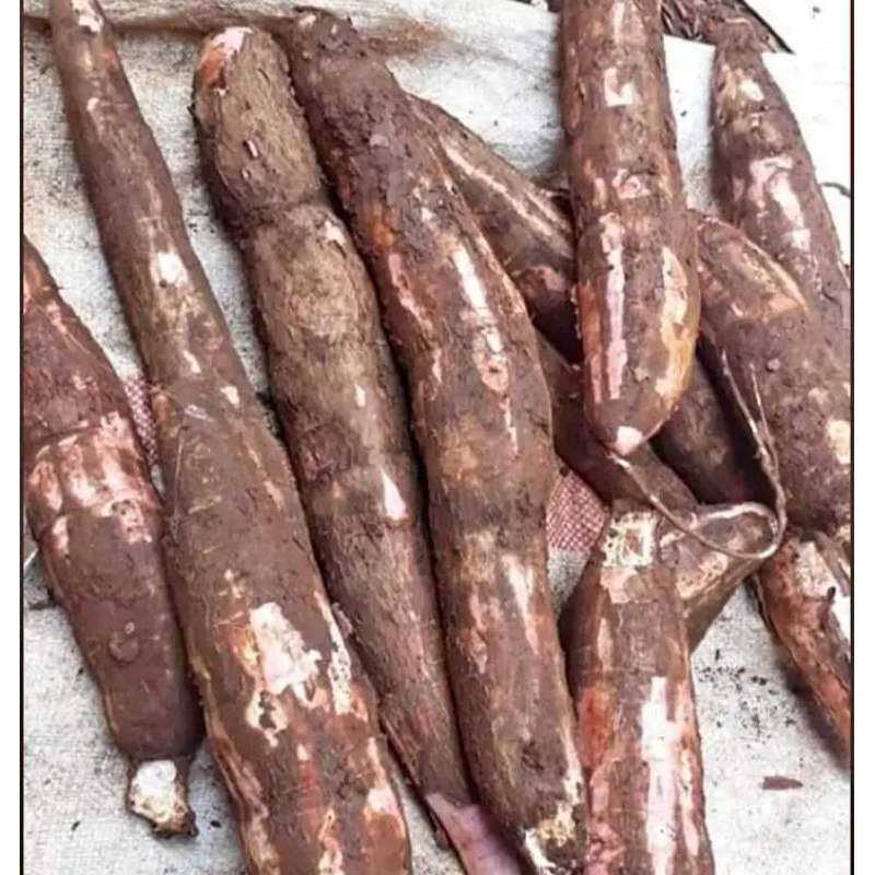 

Singkong fresh 50 kg makanan Umbi Singkong