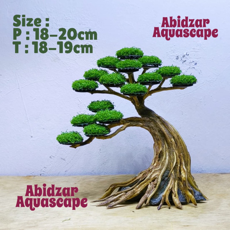 Bonsai Aquarium Aquascape siap pakai free moss