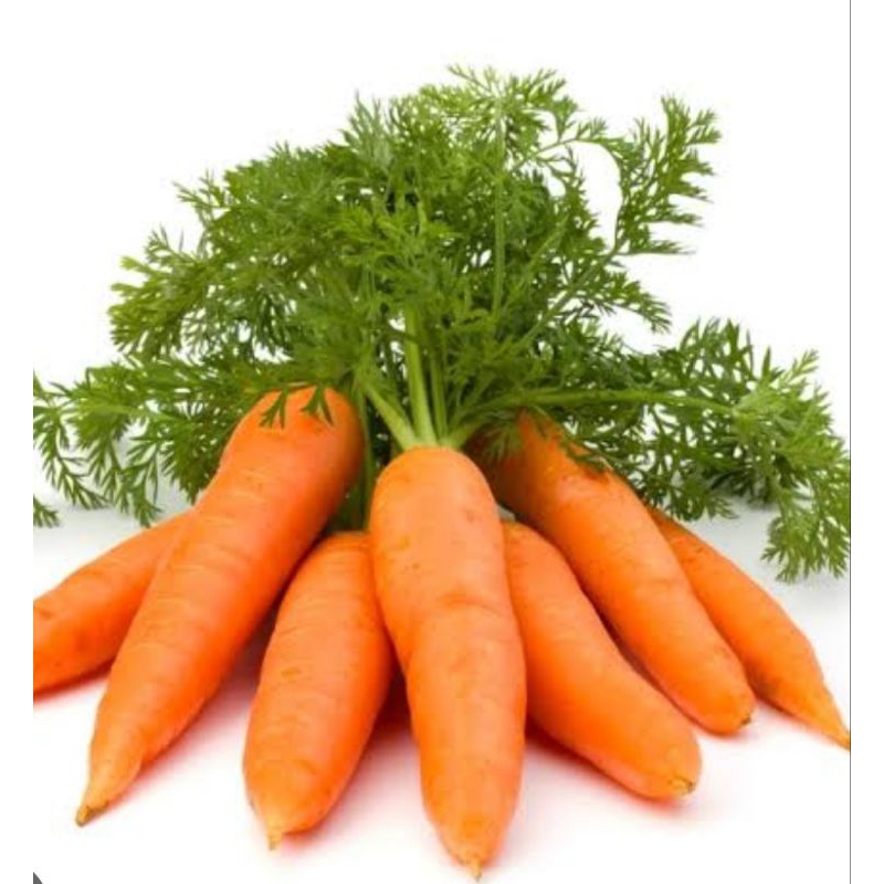 

Wortel segar fresshh, Padang